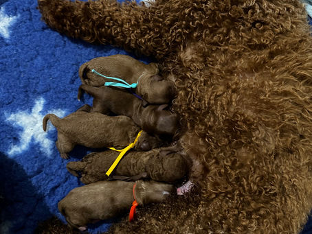 Welcome to the world little ones 🥰