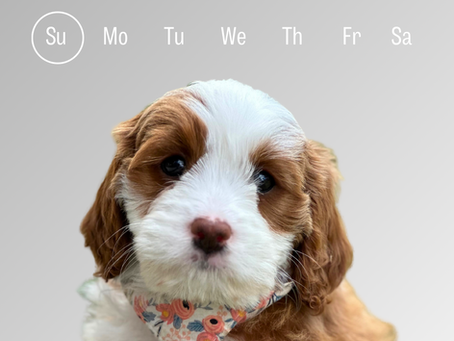 Welcome to the Harley & Co family Ginny 🥰