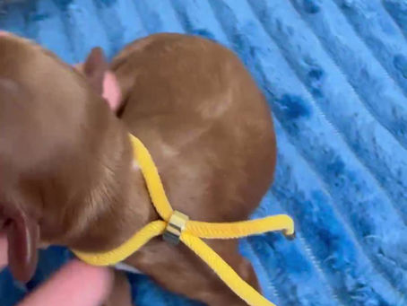 Individual videos of Lucy & Paddington’s puppies
