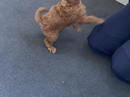 6 week old puppies 2nd training session 🥰