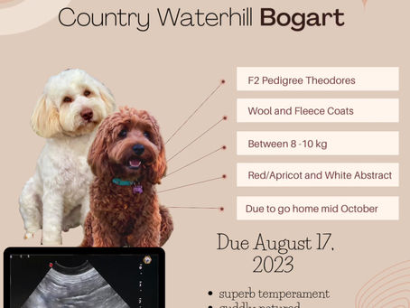 PREGNANCY CONFIRMED! Six conceptuses could be seen at Pepper’s ultrasound today 😍