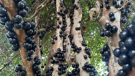 Rare Fruit Tree