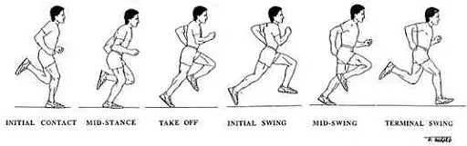 Illustrated sequence of a runner’s gait phases, from initial contact to terminal swing, in black-and-white with labels.