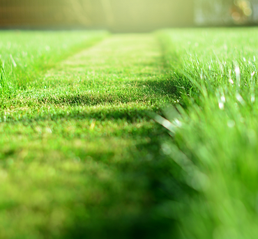 a clear path of cut grass beside uncut grass