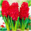 Прев'ю: Цибулини гіацинта (Hyacinthus) — асортимент, ціна за 1шт.