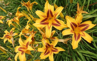 Прев'ю: Лілійники (Hemerocallis) – асортимент сортів