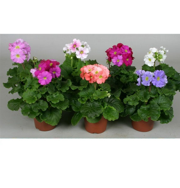 Прев'ю: Примула обконіка (Primula obconica) в горщику, асортимент.