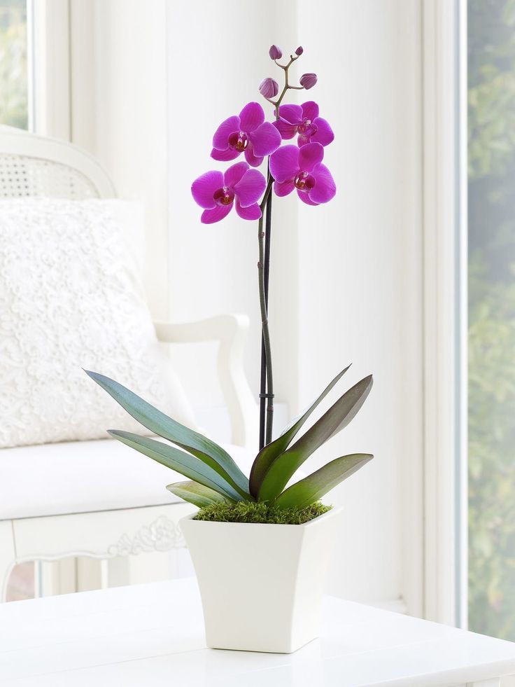 Прев'ю: Орхідея (Orchidaceae) в горщику, асортимент, 1 стебло