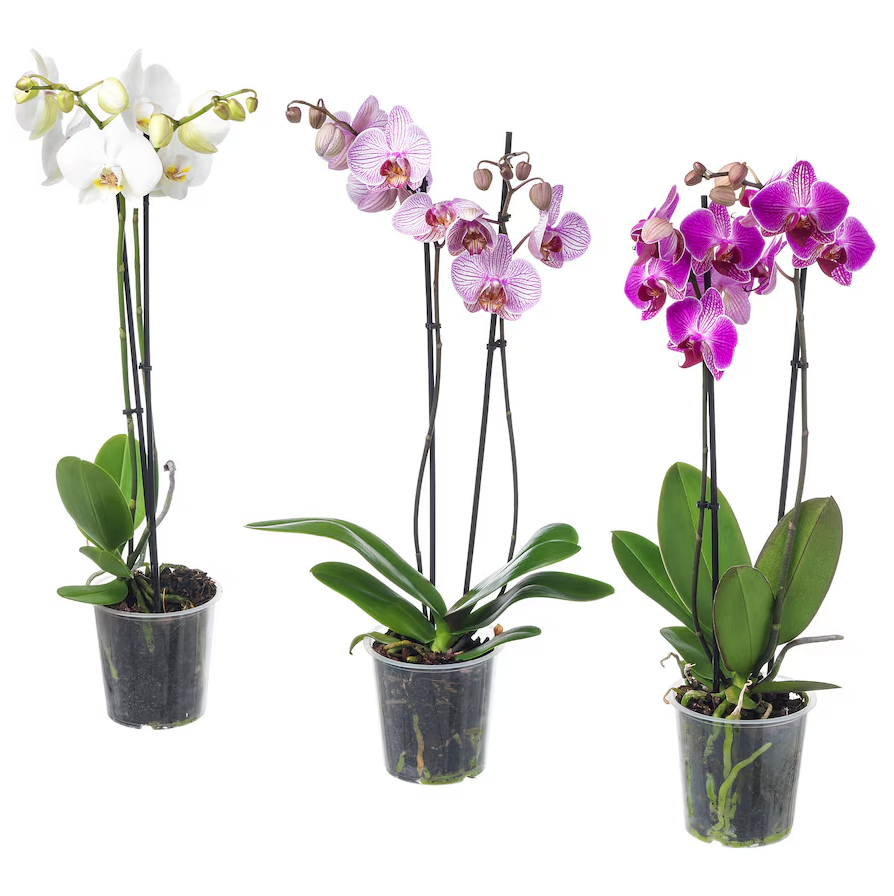 Прев'ю: Орхідея (Orchidaceae) в горщику, асортимент, 2 стебла