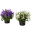 Thumbnail: Кампанула (Campanula) в горщику, асортимент