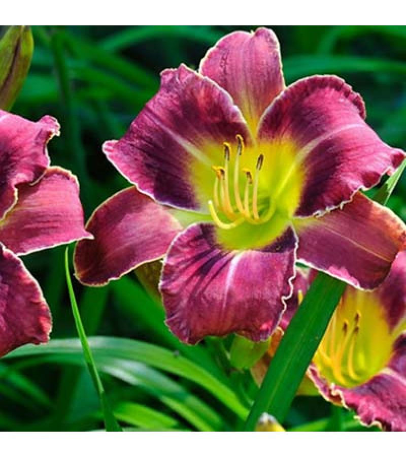 Прев'ю: Лілійники (Hemerocallis) – асортимент сортів