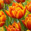 Прев'ю: Копія Букет оранжевих півонієподібних тюльпанів із каймою, 15 шт.
