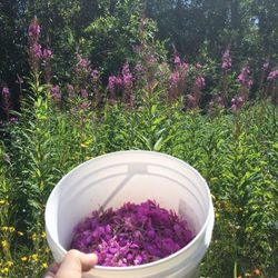 Fireweed