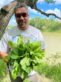 foraging plaintain