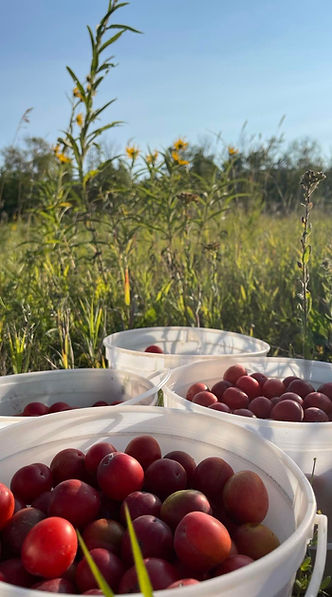 Foraging wild plums.jpeg