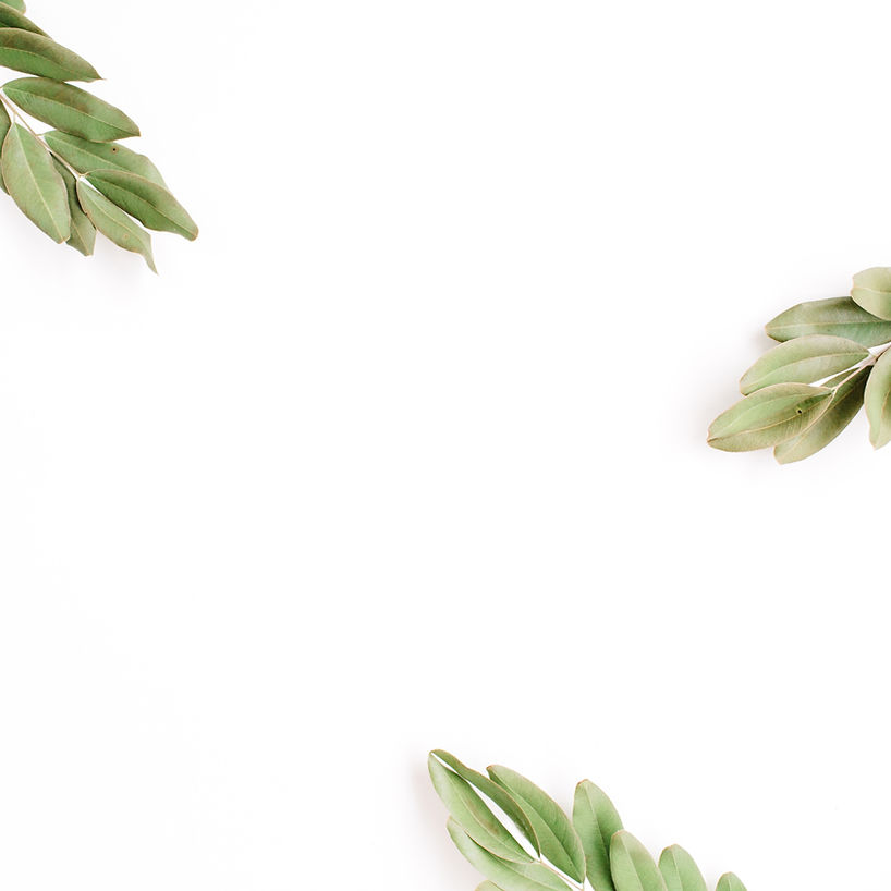 green-branches-isolated-on-white-background-flat