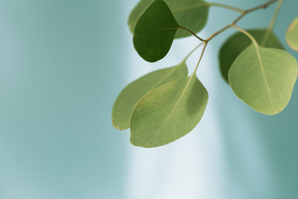 close-up-of-green-leaves-of-eucalyptus