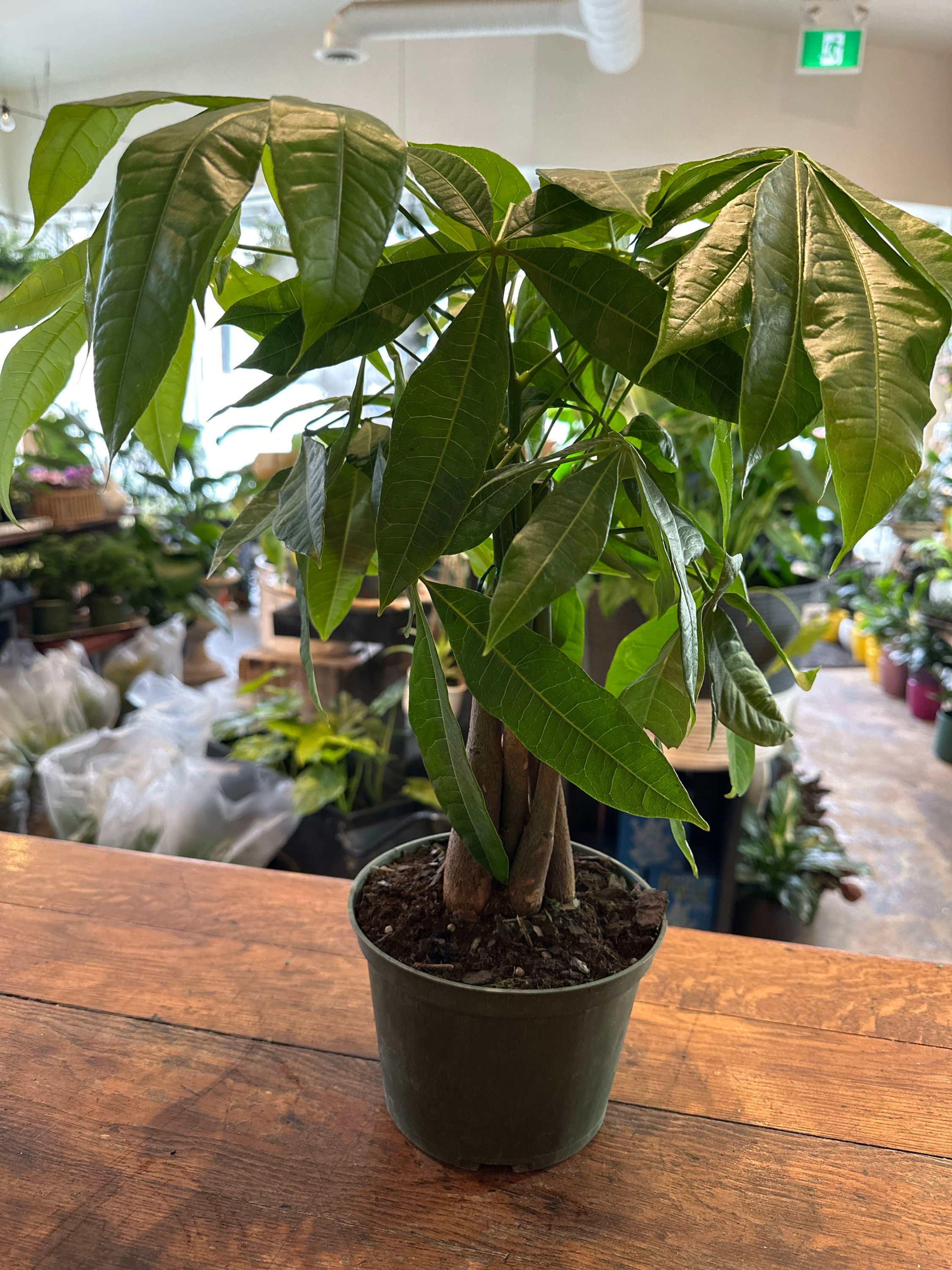 Money Tree