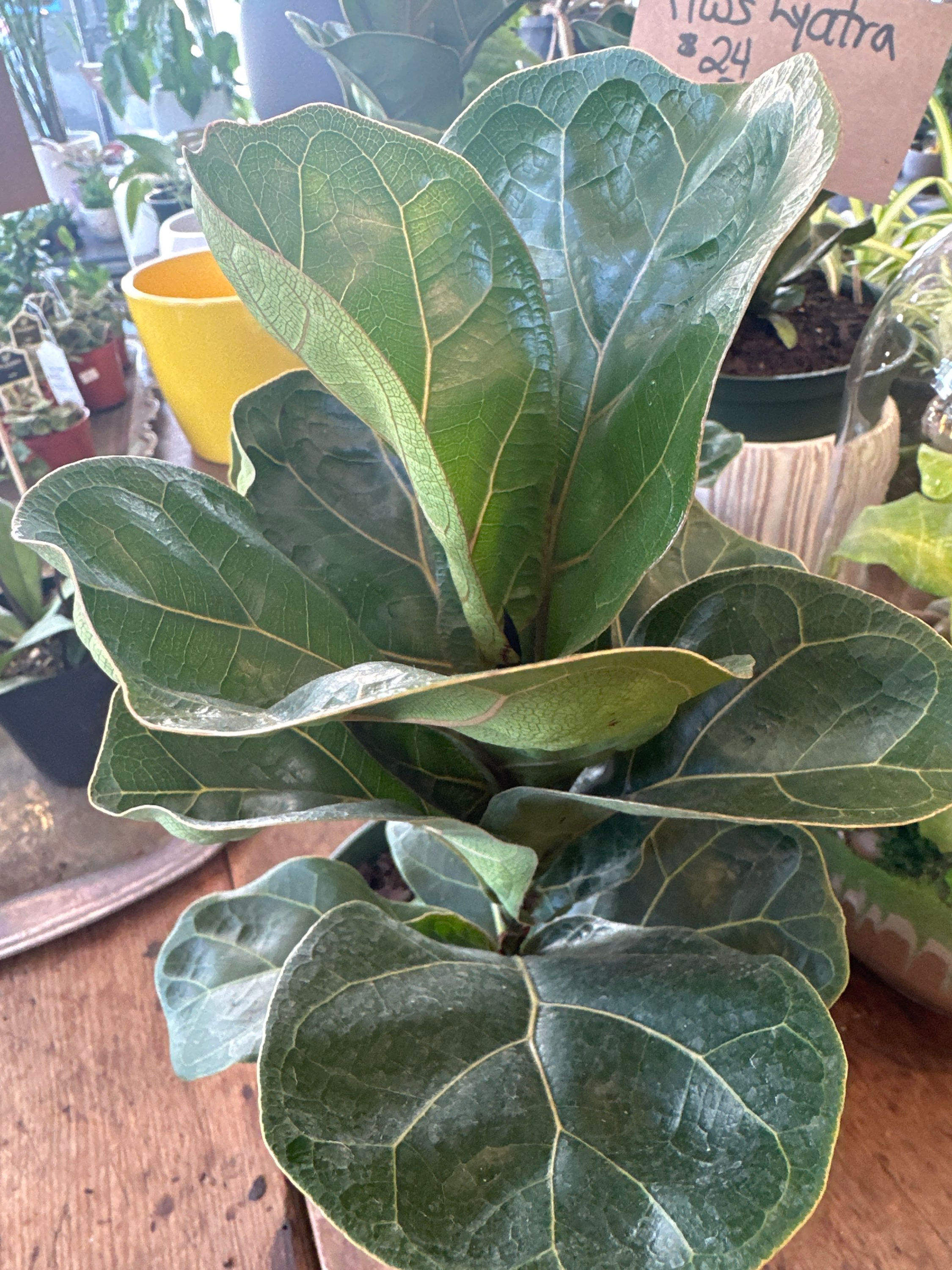 Ficus  Lyatra Bambino 