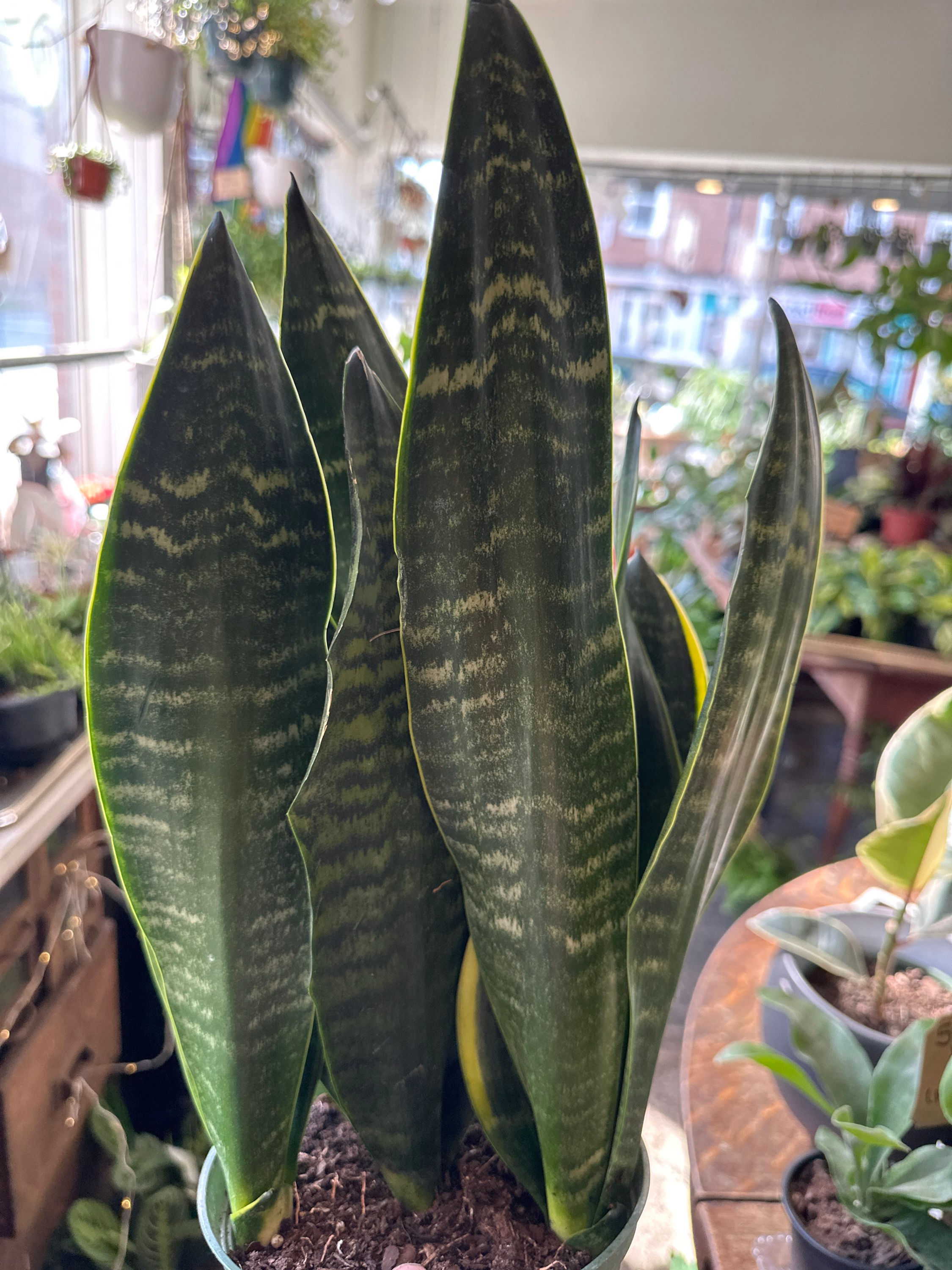 Sansevieria Tyler 