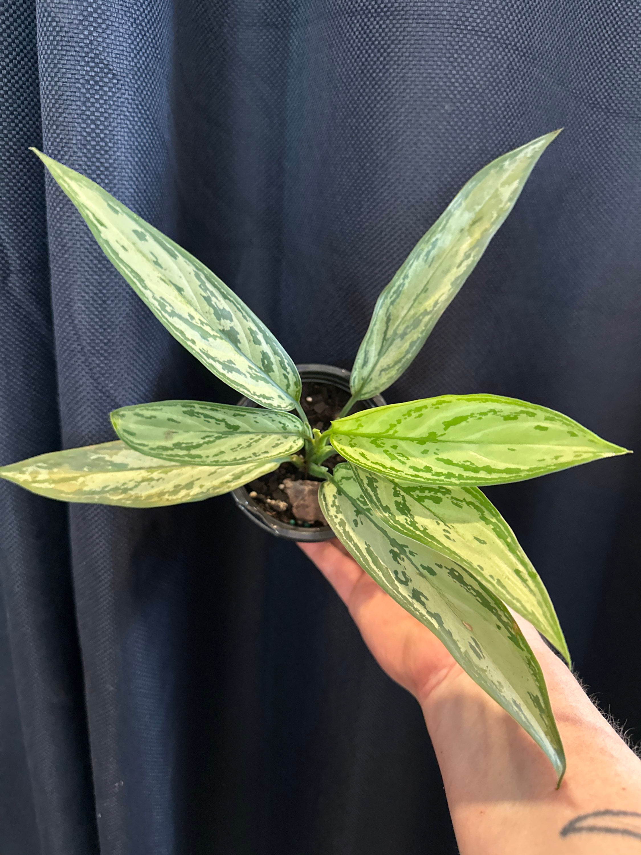 Aglaonema ‘Christina’ 