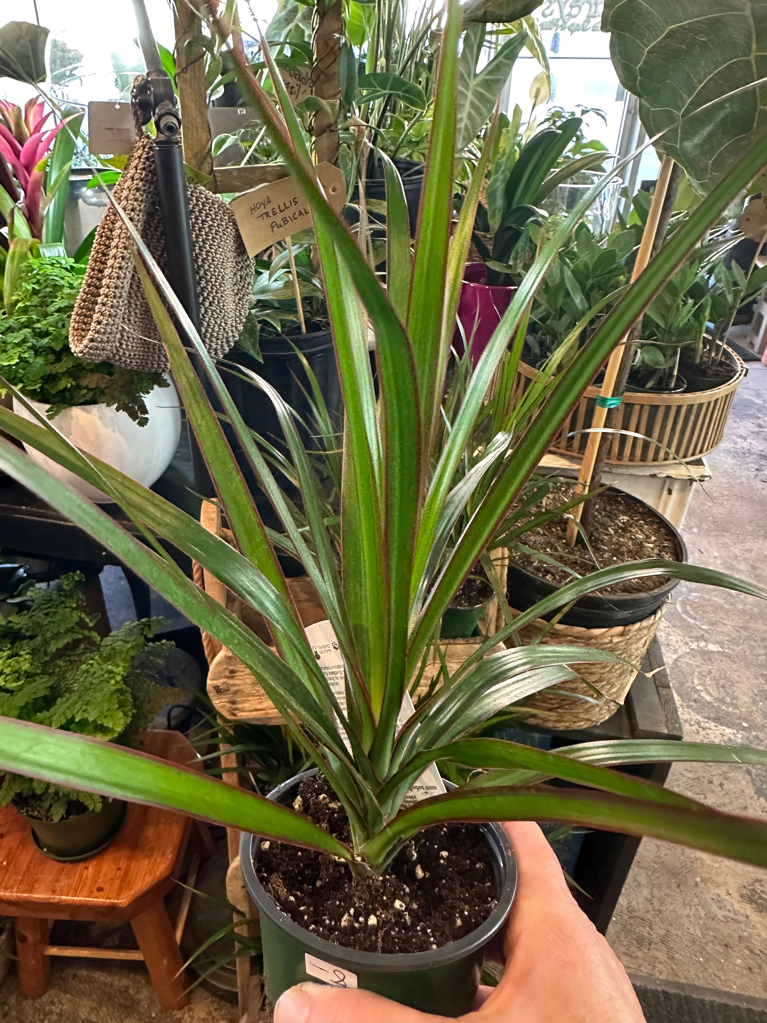 Dracaena Marginata