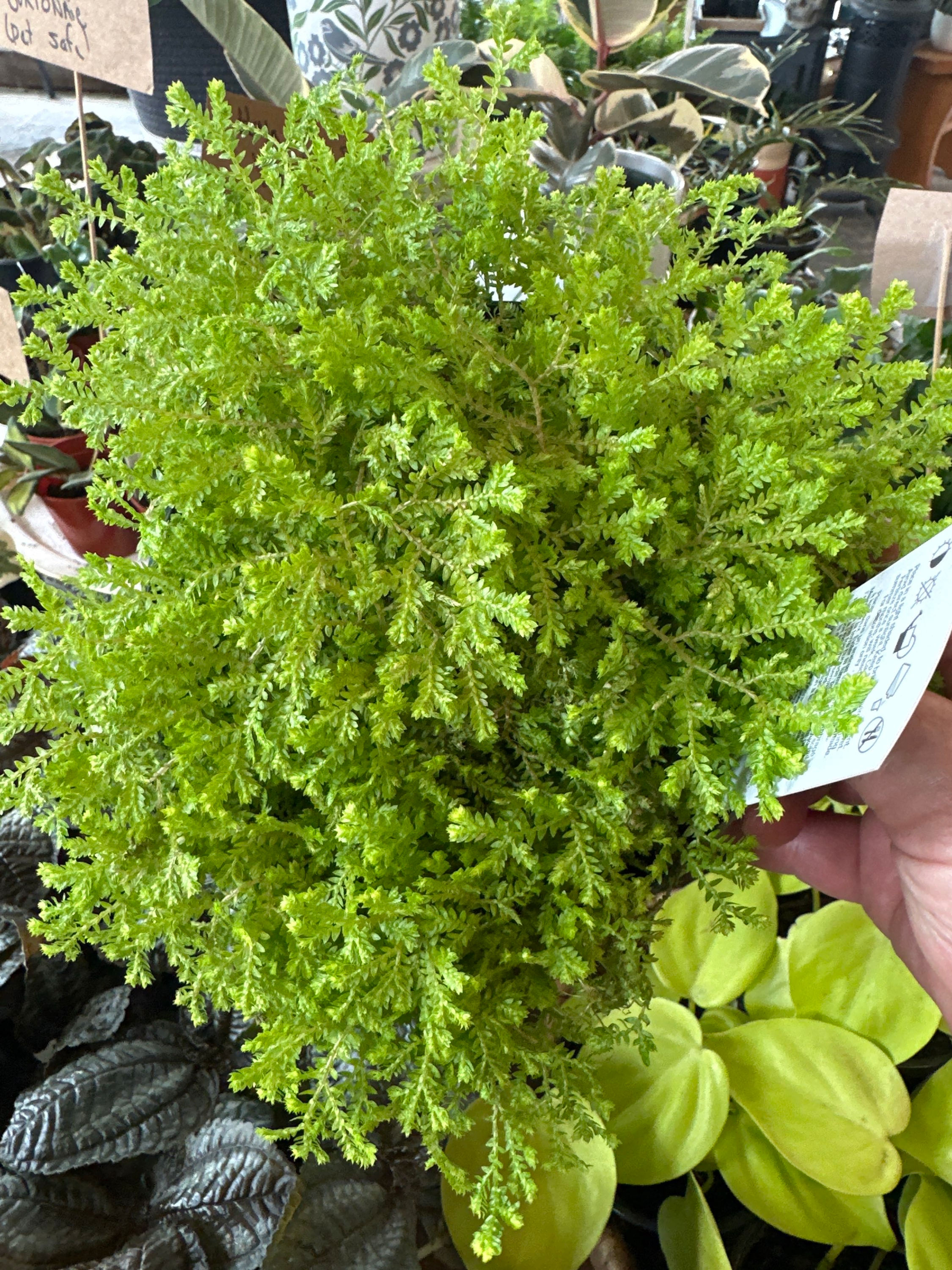 Club Moss  Fern 