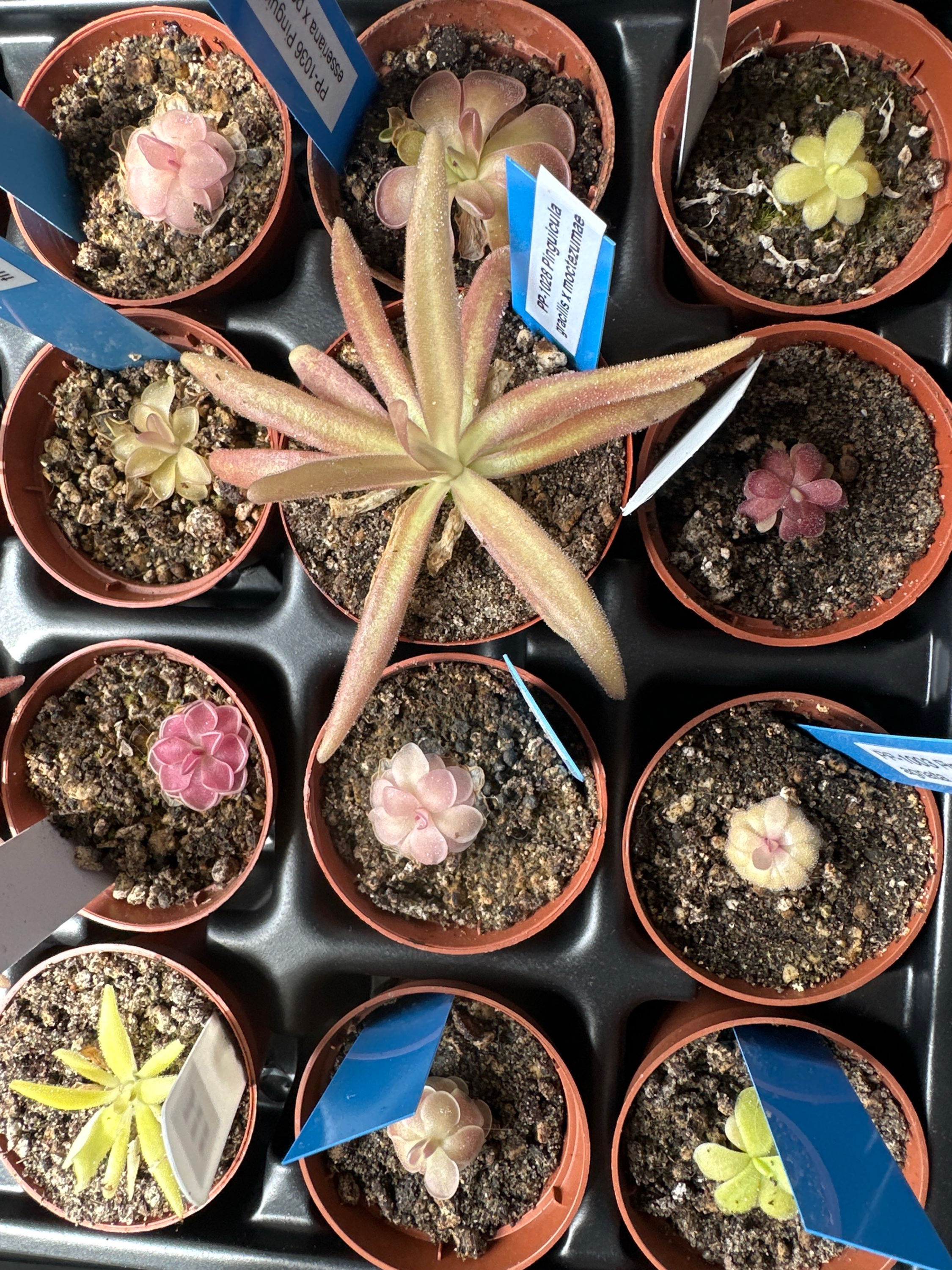 Pinguicula Assorted 