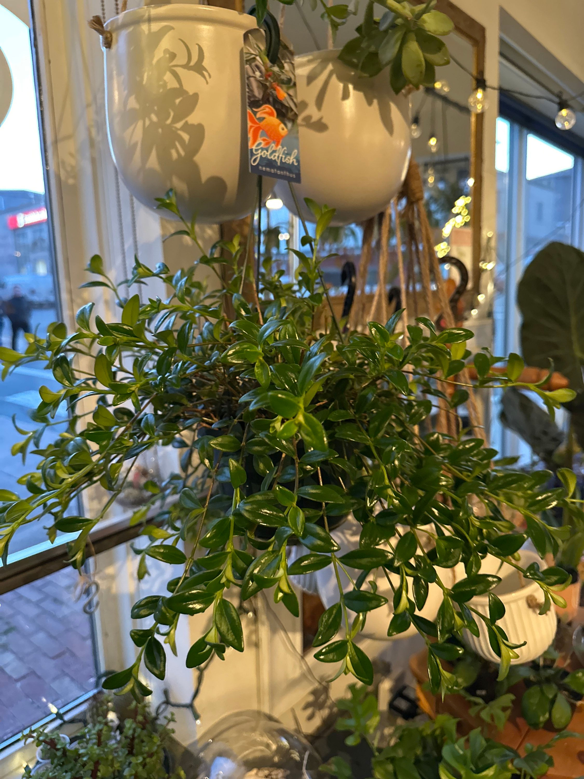 Goldfish Plant 6”