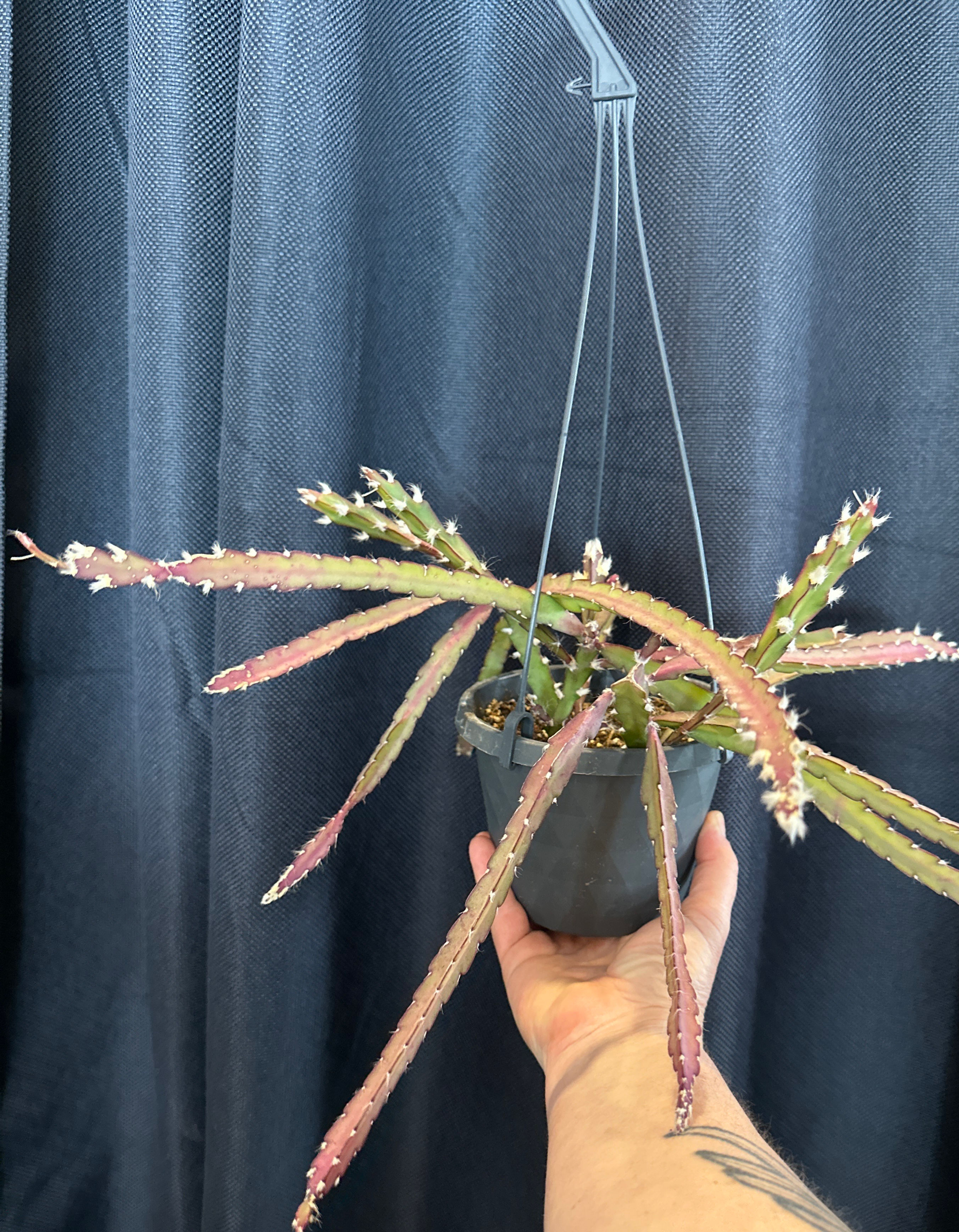 Rhipsalis - lepismium cruciforme