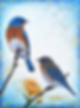 Le couple de merle bleu de l'Est