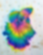 Sienna, le poisson betta multicol'or