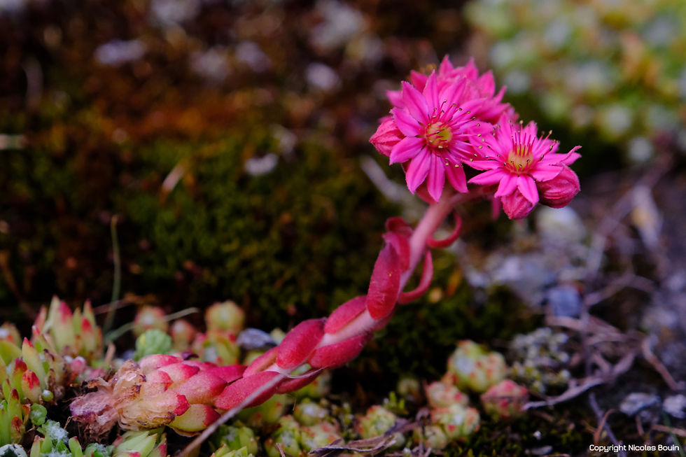 Une magnifique joubarbe photographiée dans la vallée de la Clarée