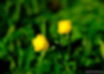 Un Trolle d'Europe (ou bouton d'or), fleur jaune emblématique des Alpes, photographié dans la vallée de la Clarée