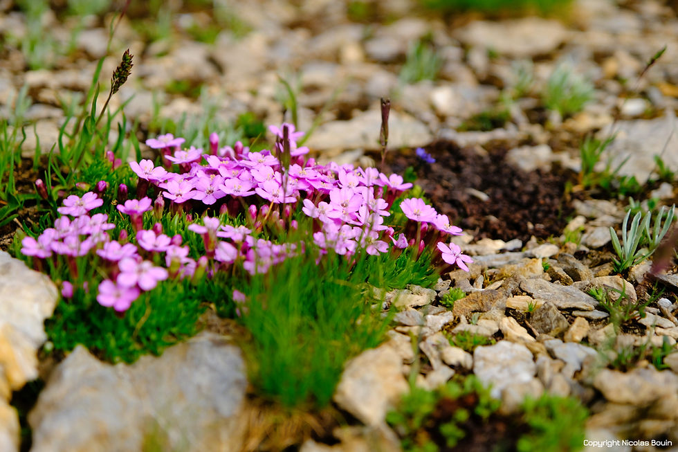 Le Silène acaule, fleur d'altitude photographiée dans le massif du Queyras