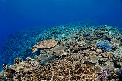 Coral reef in Kerams islands