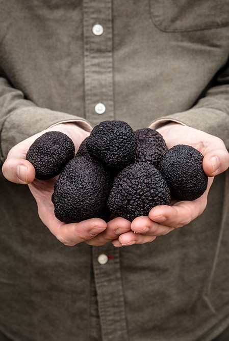 Australian Truffle Traders, Australian Truffle, Australian Black Truffle, Buy Truffle