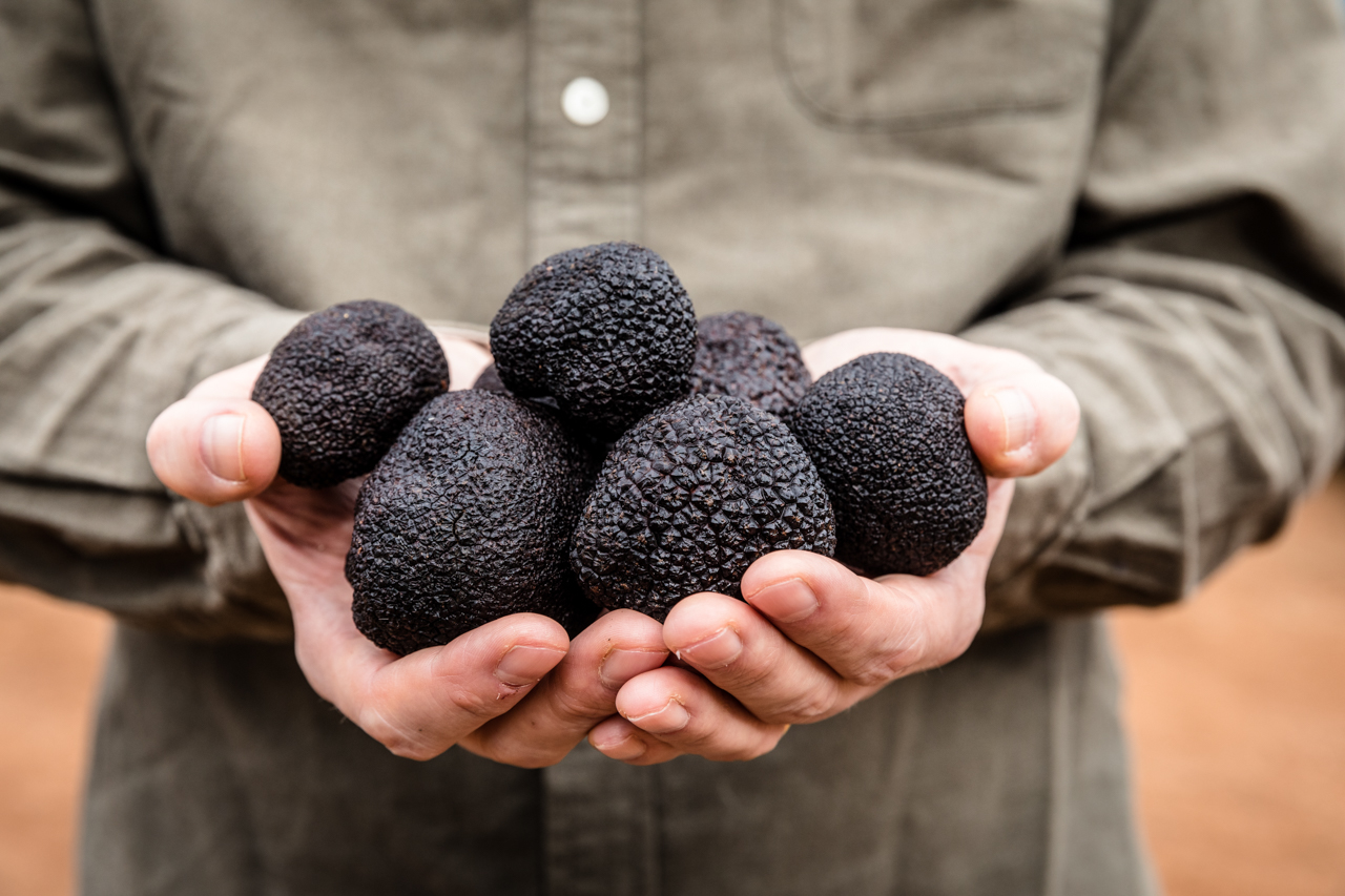 Trade & Hospitality Sales Enquiries Australian Truffle, Tuber