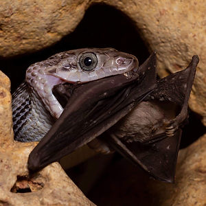 serpiente devorando un murciélago en las cavernas de beej kaax ha kantemó quintana roo