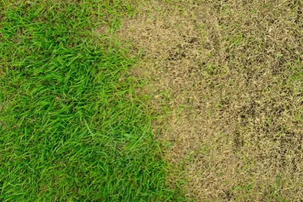 florida-lawn-with-visible-signs-lawn-pest-damage.webp
