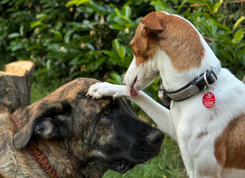 Slowbility - Entspannte Beschäftigung gemeinsam mit deinem Hund