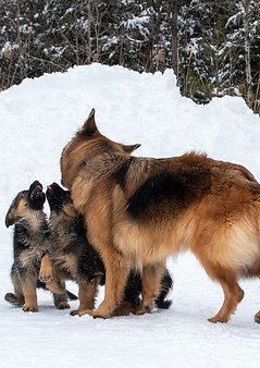 135204987_2931636407160987_177120132208235084_n_edited_edited.jpg