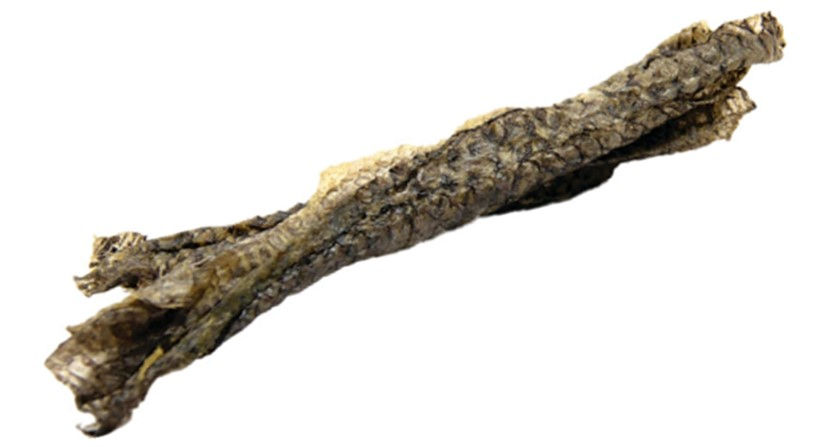 Peaux de Tilapia roulées