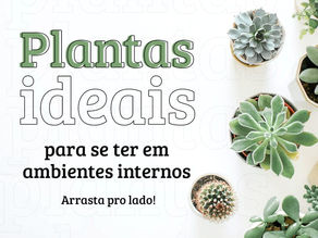 Plantas ideais para se ter em ambientes internos