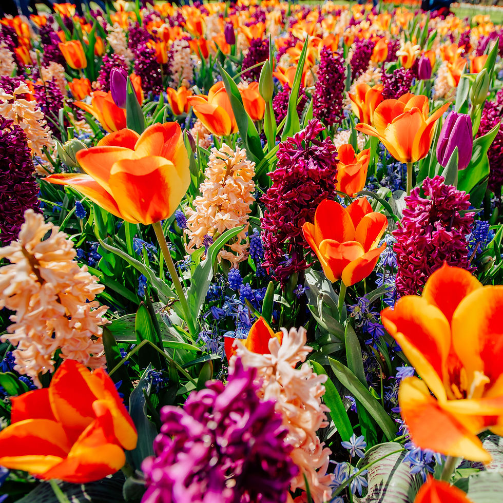field-of-wild-flowers-spring-landscape-holland-2023-11-27-05-21-55-utc.jpg