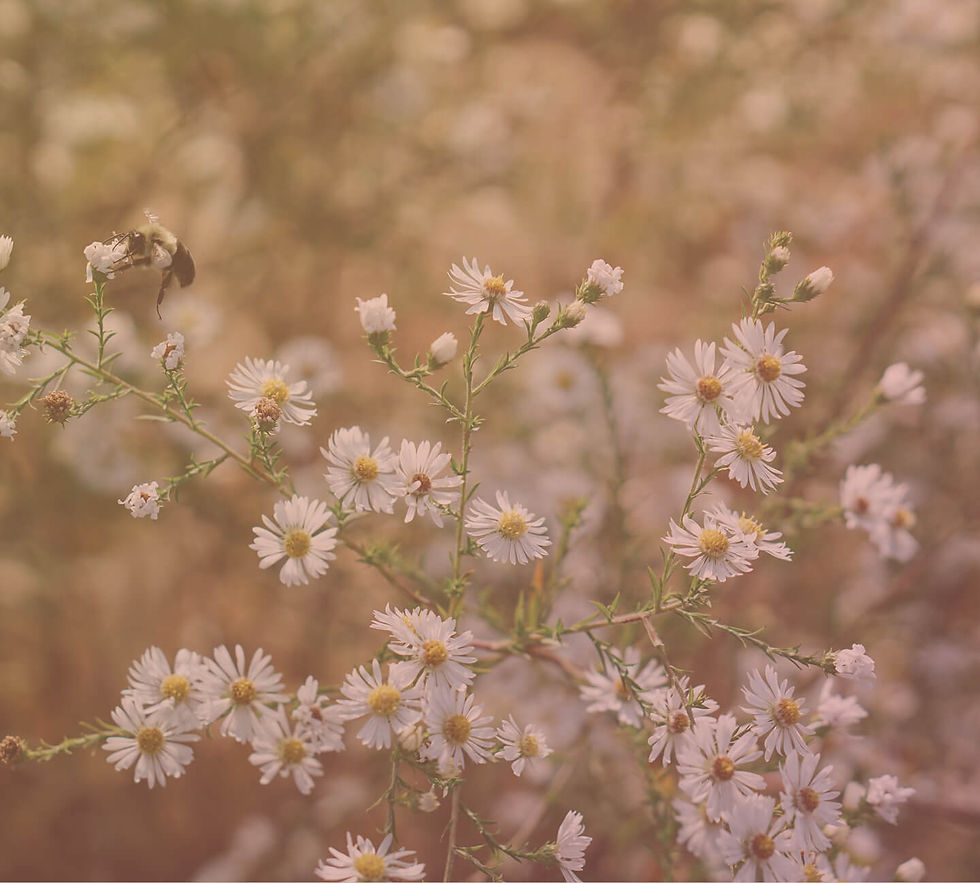 EartCare Matter bg photo gradient (1).jpg