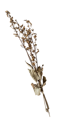 library-dried-flowers.png