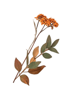 Dried flowers 4.png