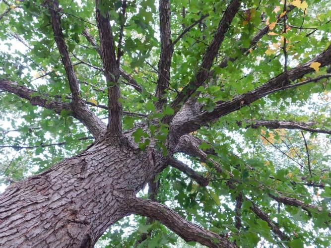 Thumbnail: Overcup Oak (Quercus lyrata)