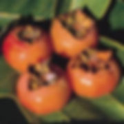 Thumbnail: American Persimmon  (DiospyrosVirginiana)